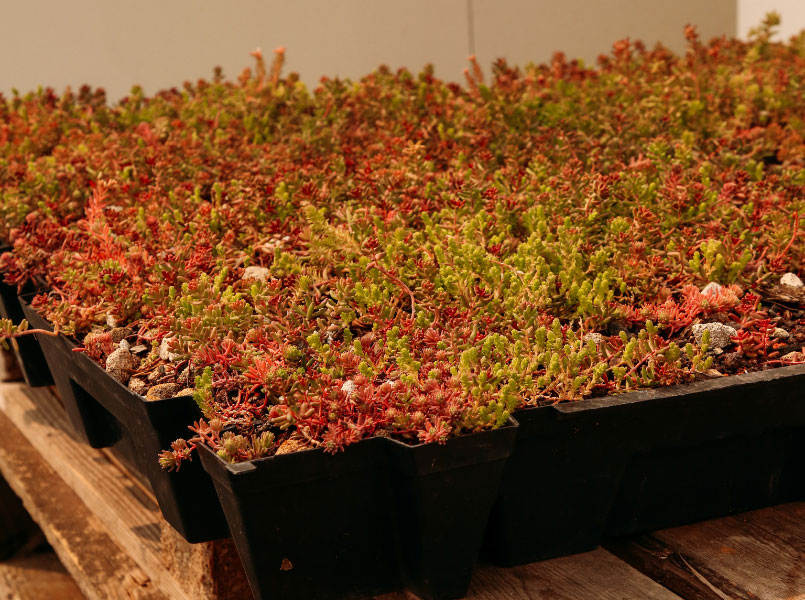 Toitures végétalisées